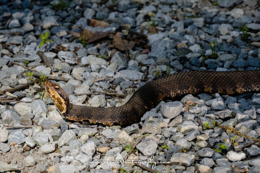 Snake Road